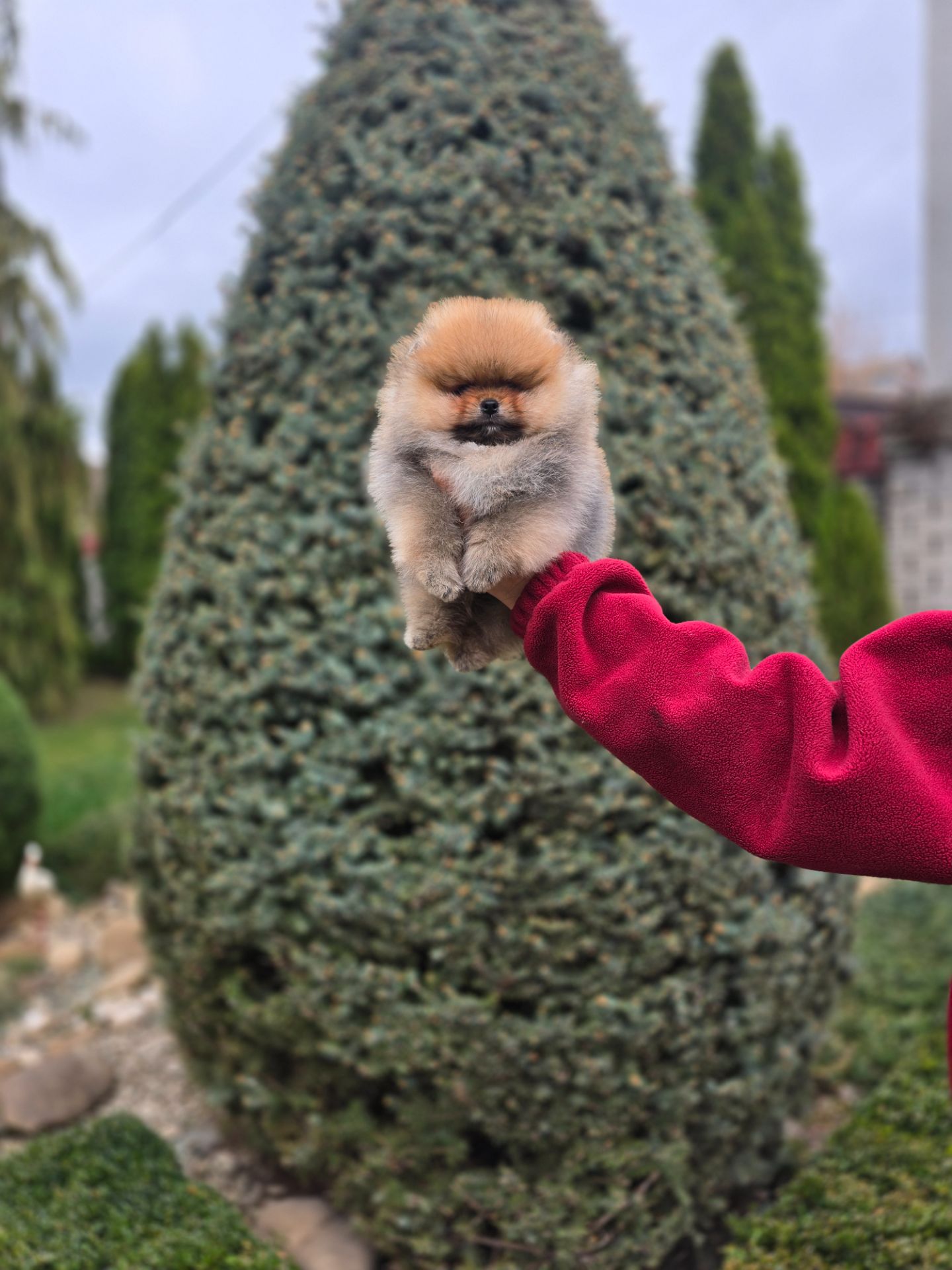 VIP Померанские шпицы