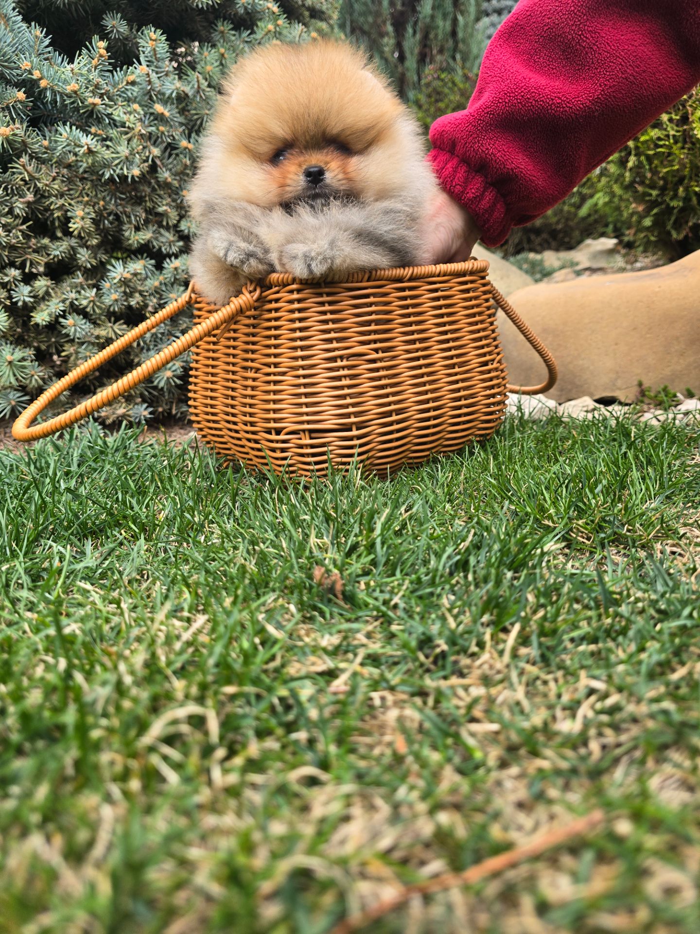 VIP Померанские шпицы