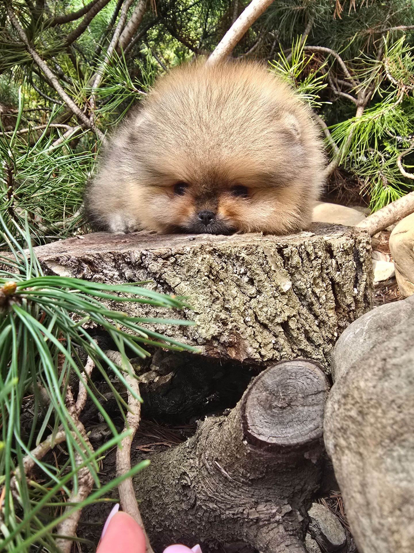 VIP Померанские шпицы