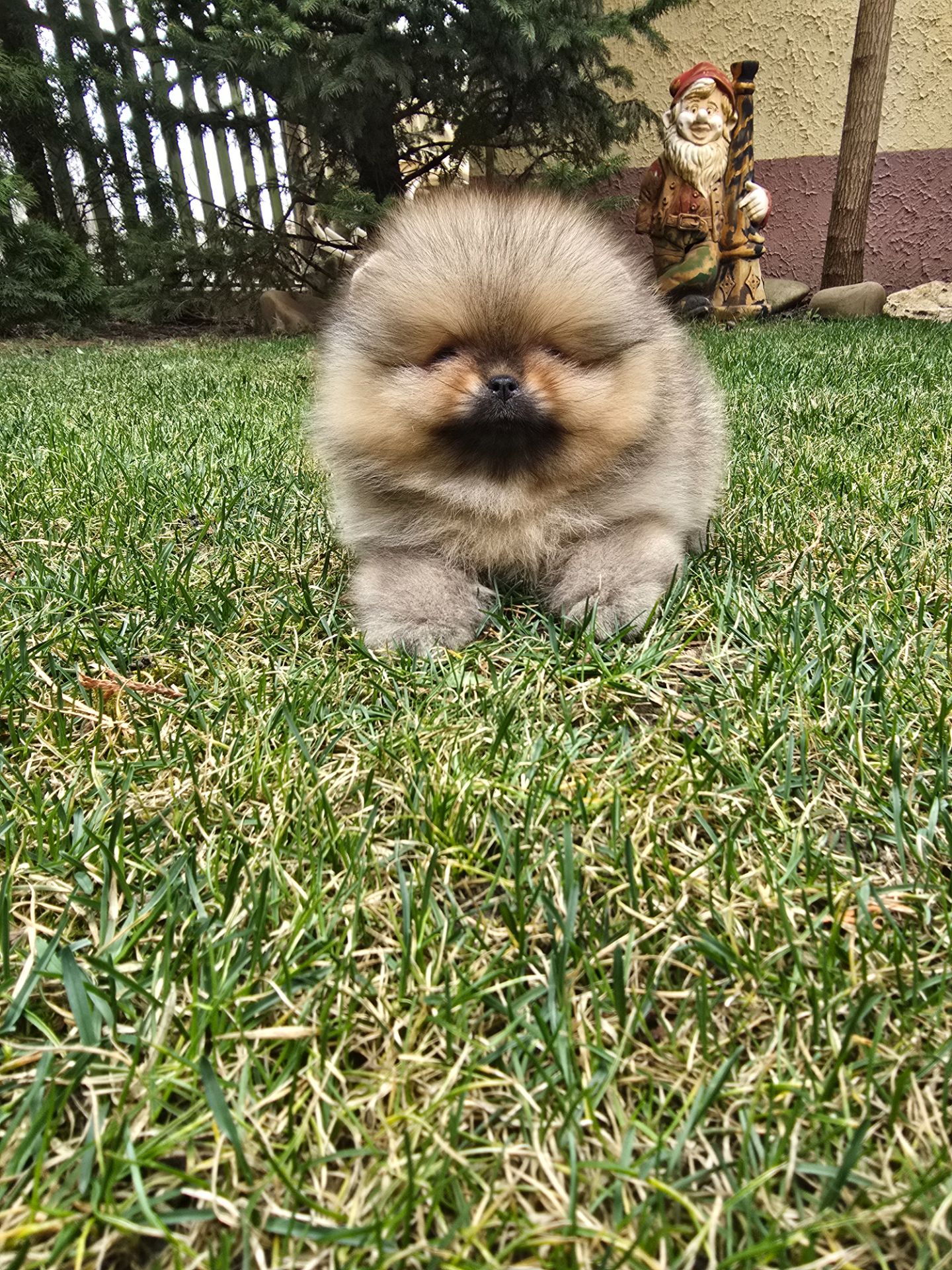 VIP Померанские шпицы