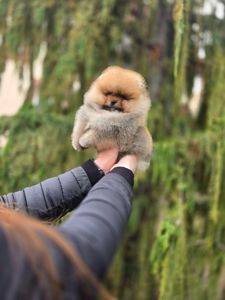 VIP Померанские шпицы