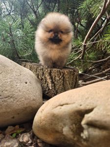 VIP Померанские шпицы