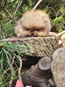 VIP Померанские шпицы