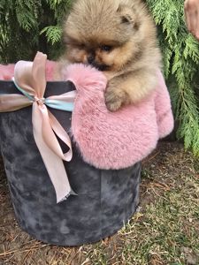 VIP Померанские шпицы