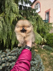 VIP Померанские шпицы