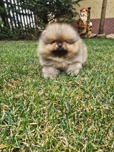 VIP Померанские шпицы