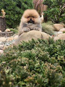 VIP Померанские шпицы