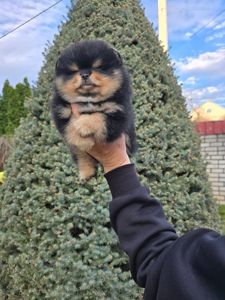 Vip щенки померанского шпица