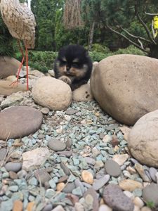 Vip щенки померанского шпица