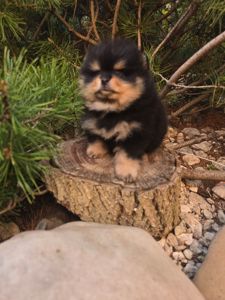 Vip щенки померанского шпица