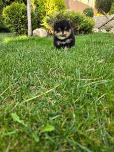 Vip щенки померанского шпица