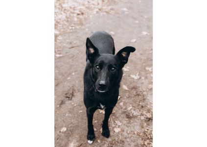 Неймовірна дівчинка Діна виглядає своїх людей