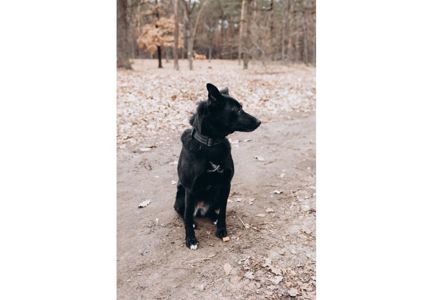 Неймовірна дівчинка Діна виглядає своїх людей