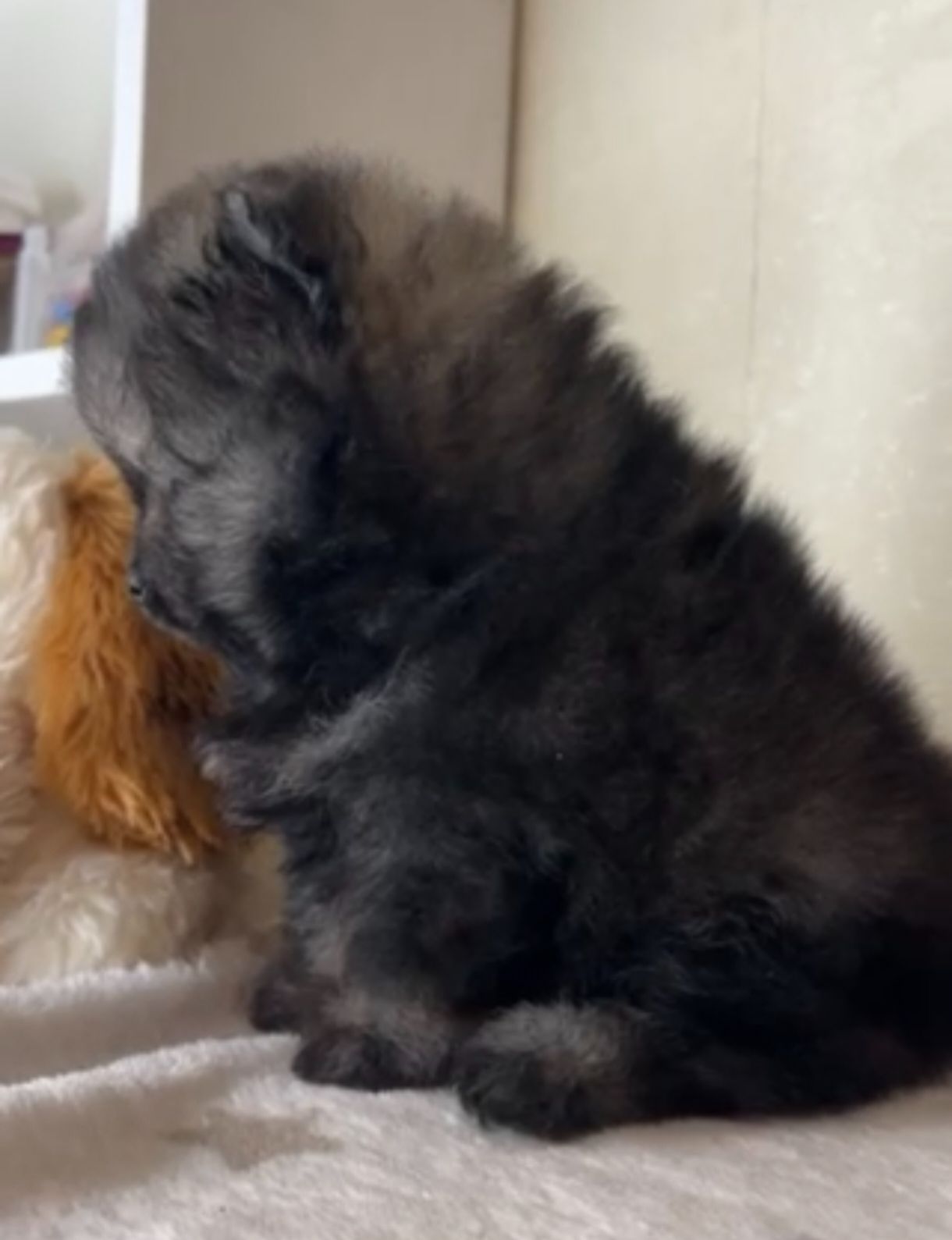 Щенки померанского шпица