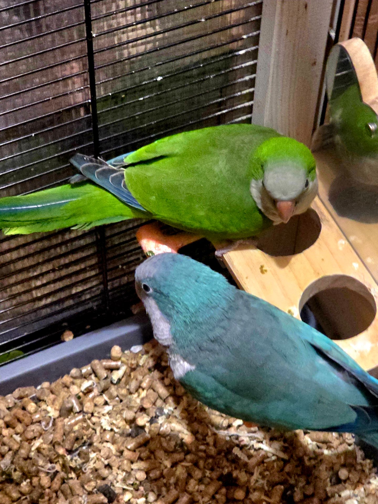 Калита (Квакер) папуга-монах