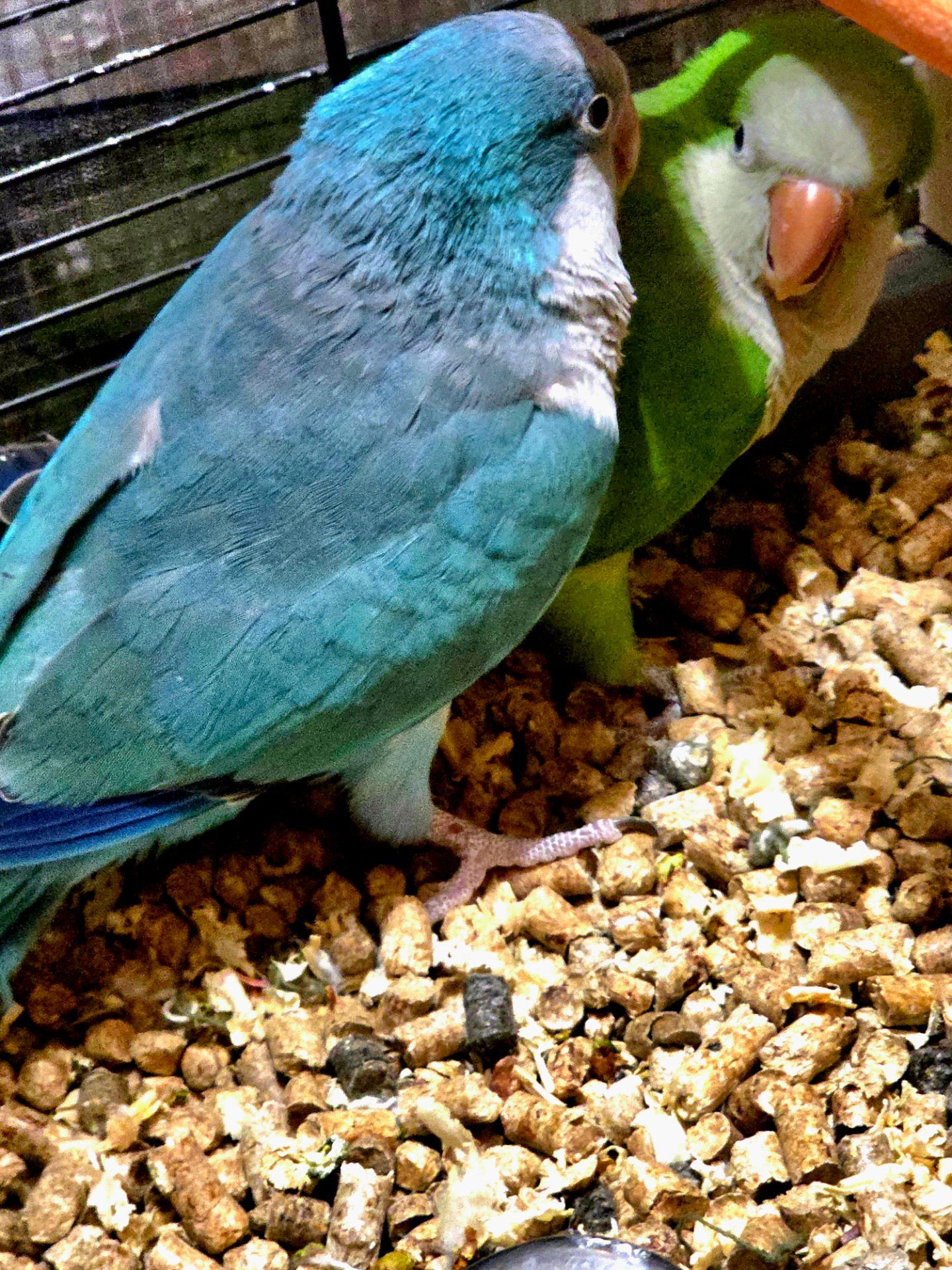 Калита (Квакер) папуга-монах