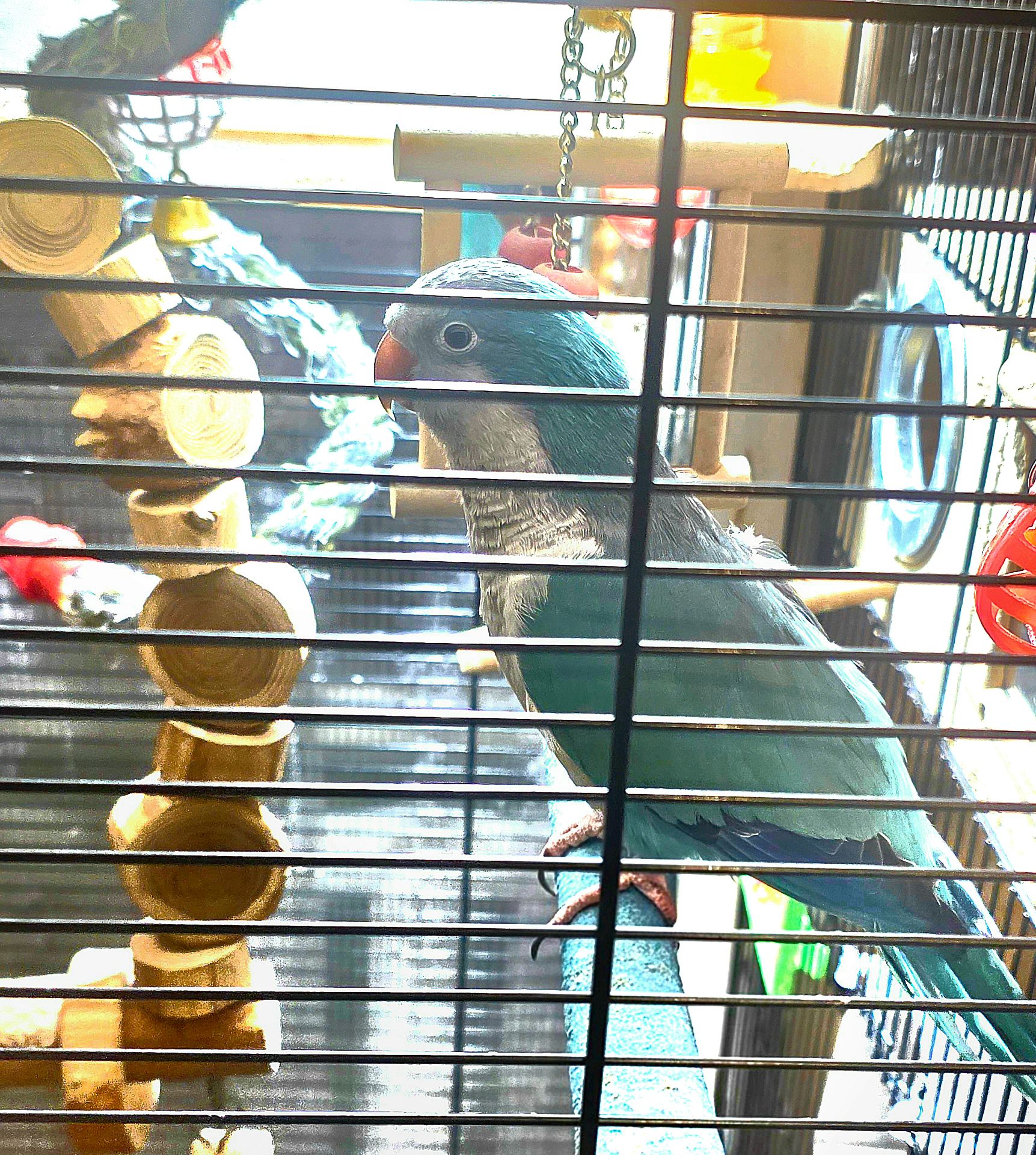 Калита (Квакер) папуга-монах