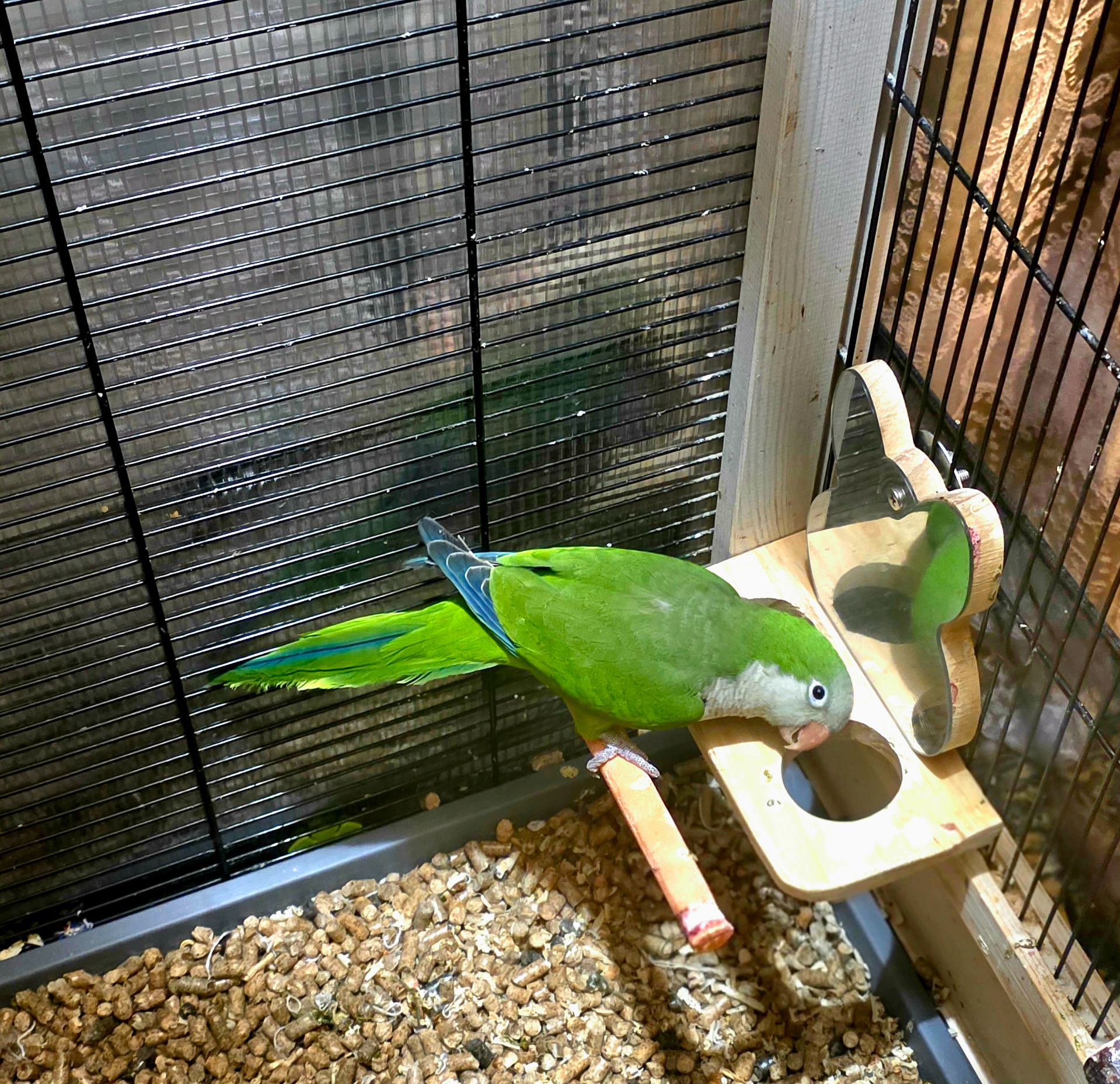 Калита (Квакер) папуга-монах