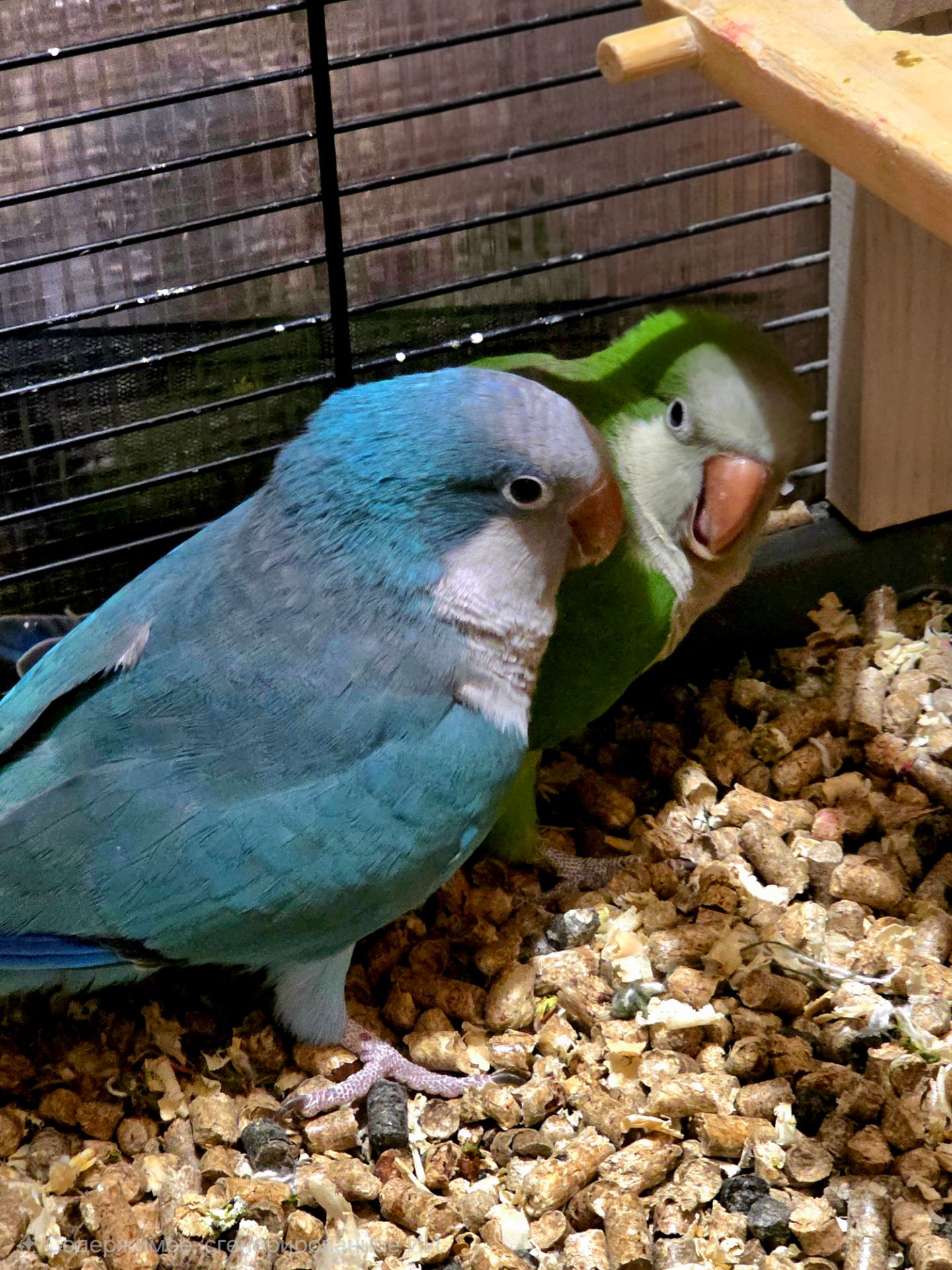 Калита (Квакер) папуга-монах