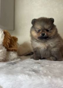 Щенки померанского шпица