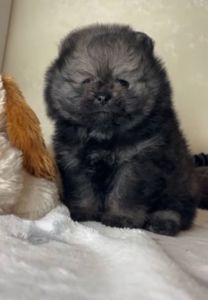 Щенки померанского шпица