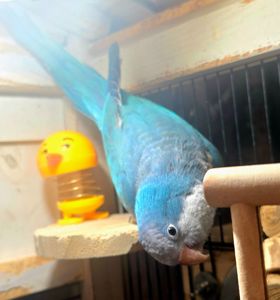Калита (Квакер) папуга-монах