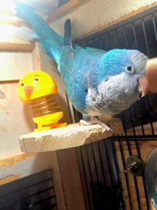Калита (Квакер) папуга-монах