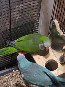 Калита (Квакер) папуга-монах