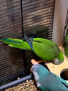 Калита (Квакер) папуга-монах