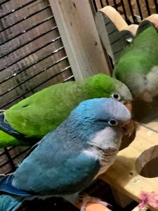 Калита (Квакер) папуга-монах