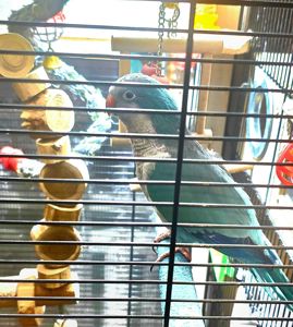 Калита (Квакер) папуга-монах