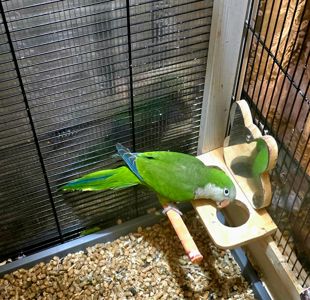 Калита (Квакер) папуга-монах