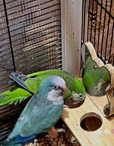 Калита (Квакер) папуга-монах