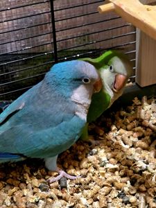 Калита (Квакер) папуга-монах