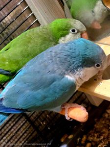 Калита (Квакер) папуга-монах