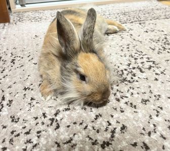 Левголовий кролик