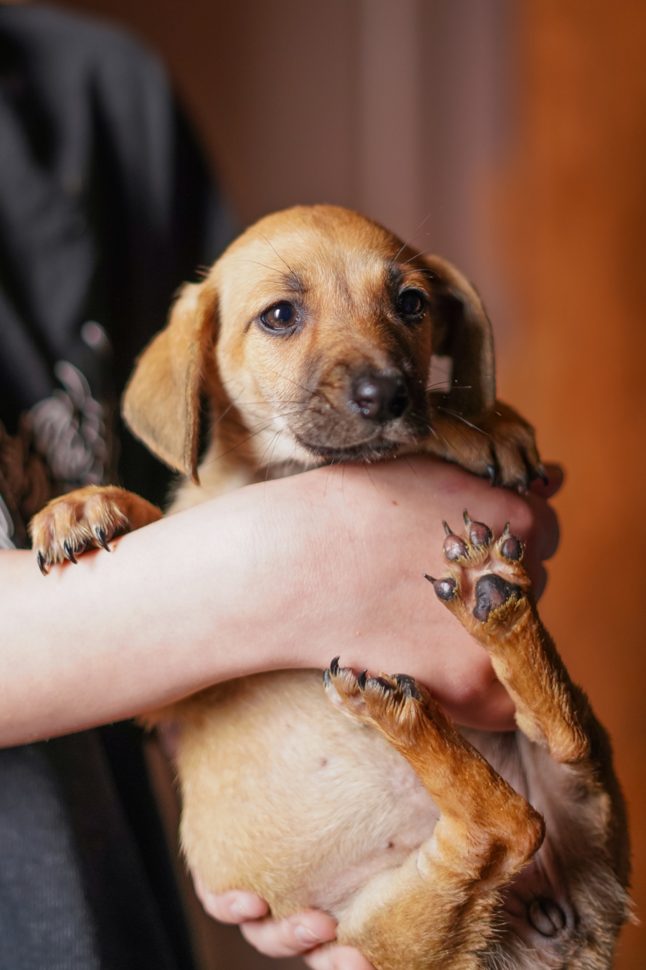 Цуценята невеличкі в добрі руки!