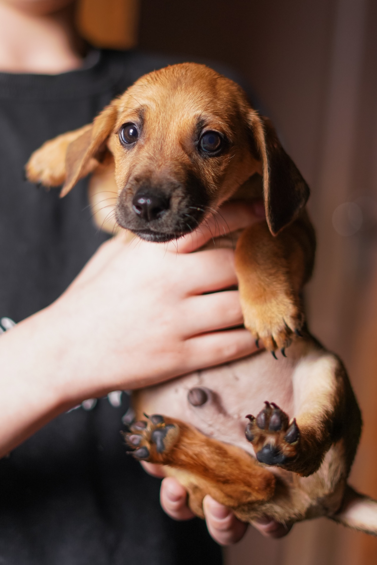 Цуценята невеличкі в добрі руки!