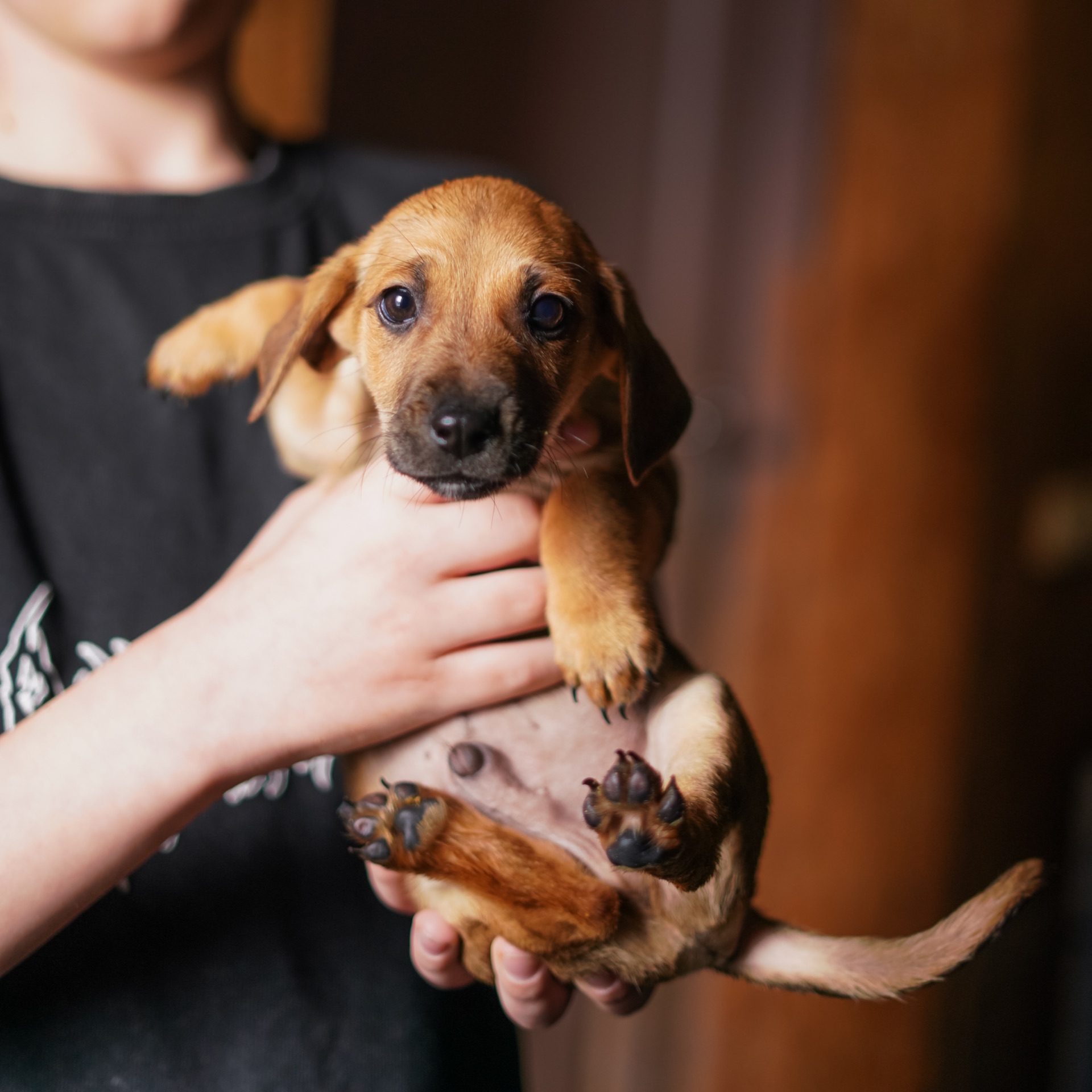 Цуценята невеличкі в добрі руки!