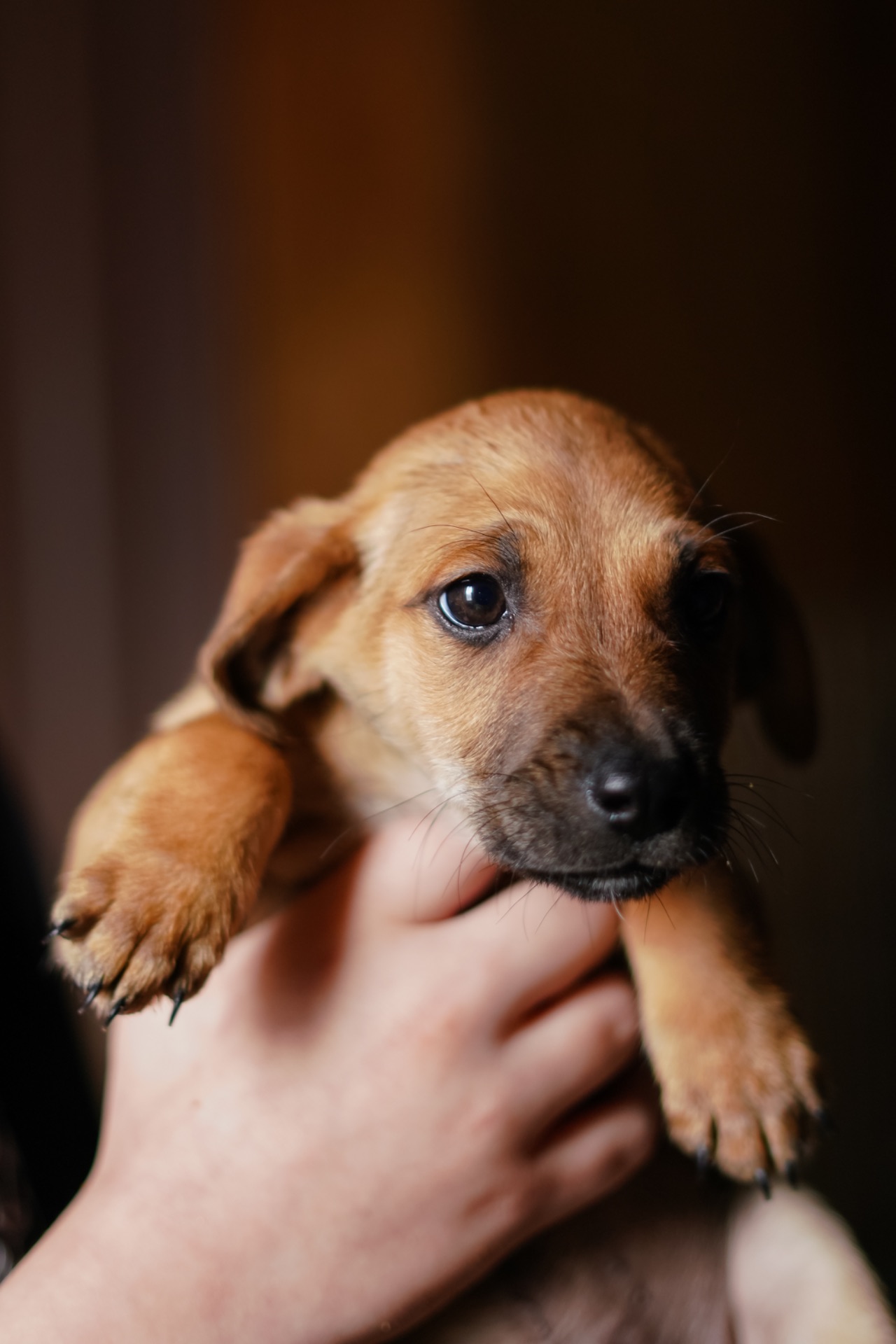 Цуценята невеличкі в добрі руки!