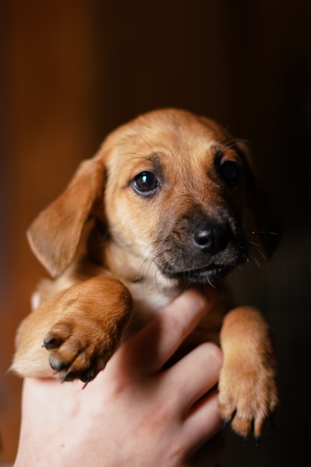 Цуценята невеличкі в добрі руки!