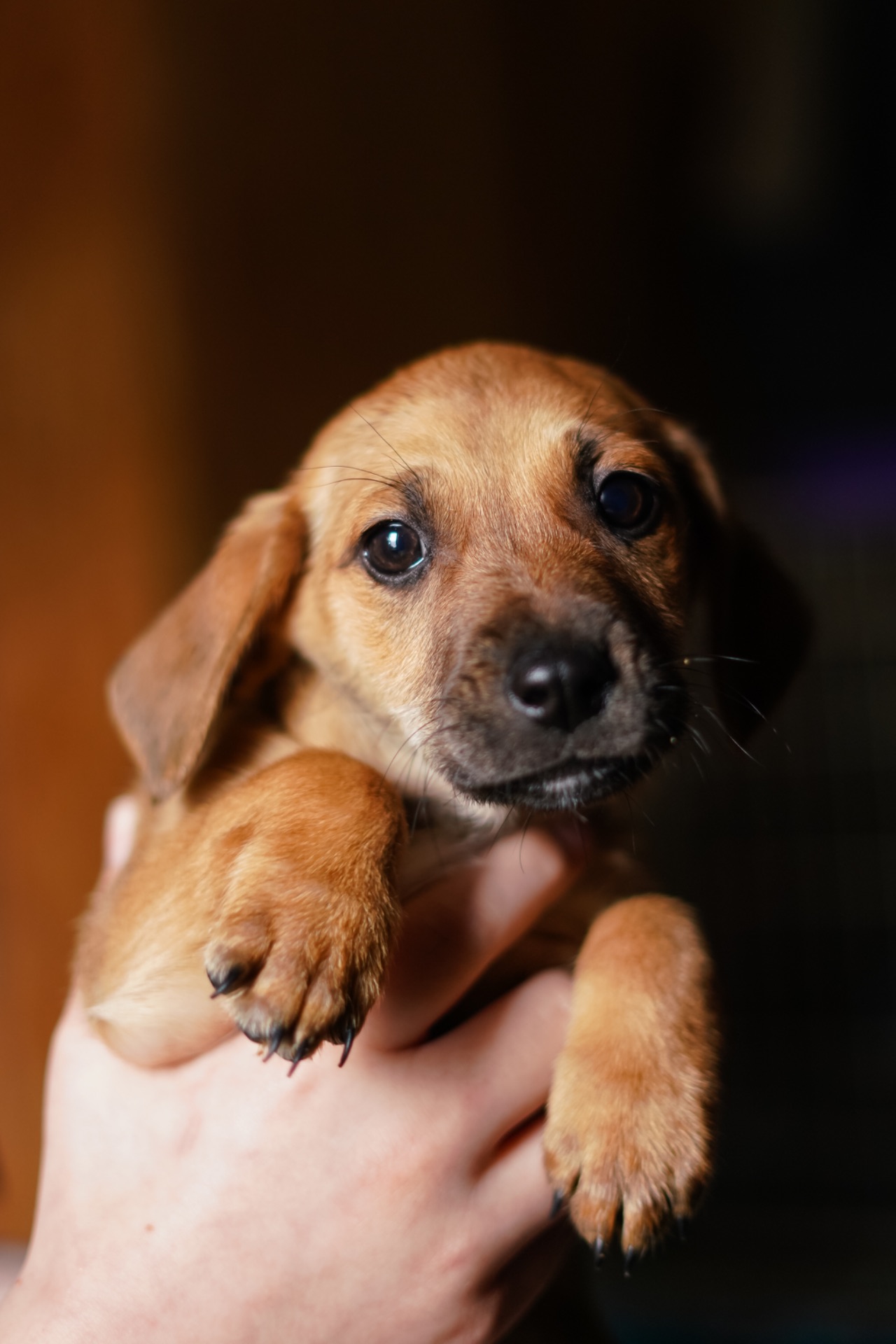 Цуценята невеличкі в добрі руки!