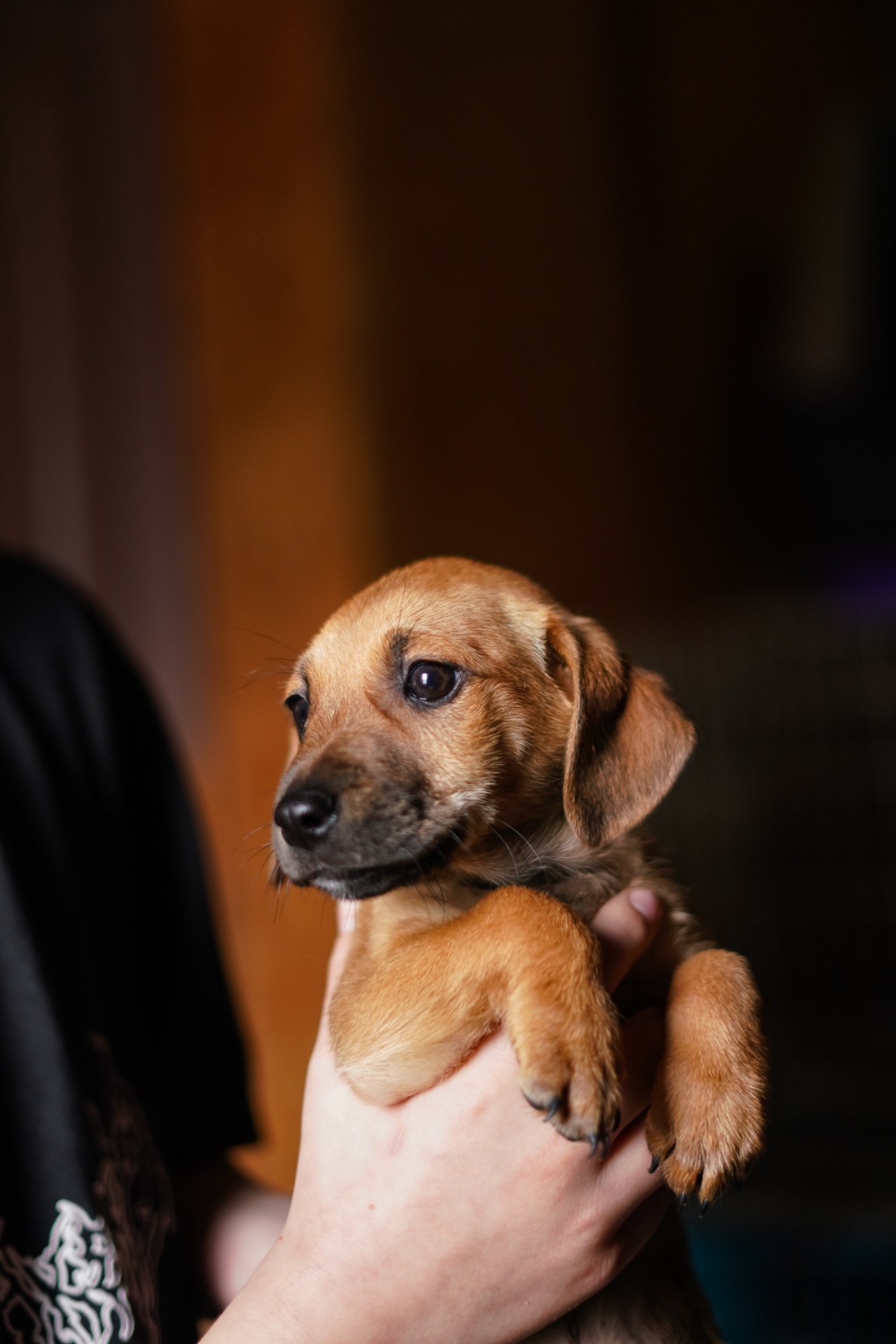 Цуценята невеличкі в добрі руки!