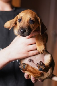 Цуценята невеличкі в добрі руки!