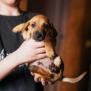 Цуценята невеличкі в добрі руки!
