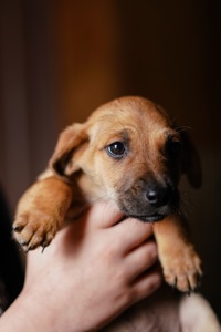 Цуценята невеличкі в добрі руки!