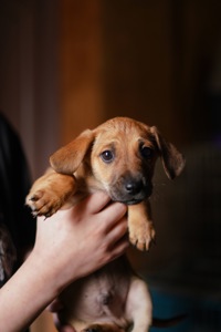 Цуценята невеличкі в добрі руки!