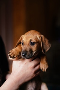 Цуценята невеличкі в добрі руки!