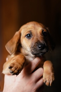 Цуценята невеличкі в добрі руки!