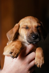 Цуценята невеличкі в добрі руки!